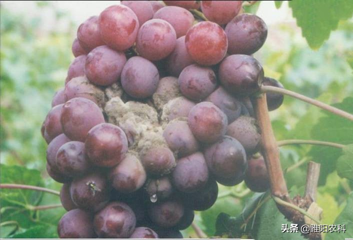 葡萄霜霉病流行的主要环境条件是,葡萄霜霉病最短间隔几天打一次药