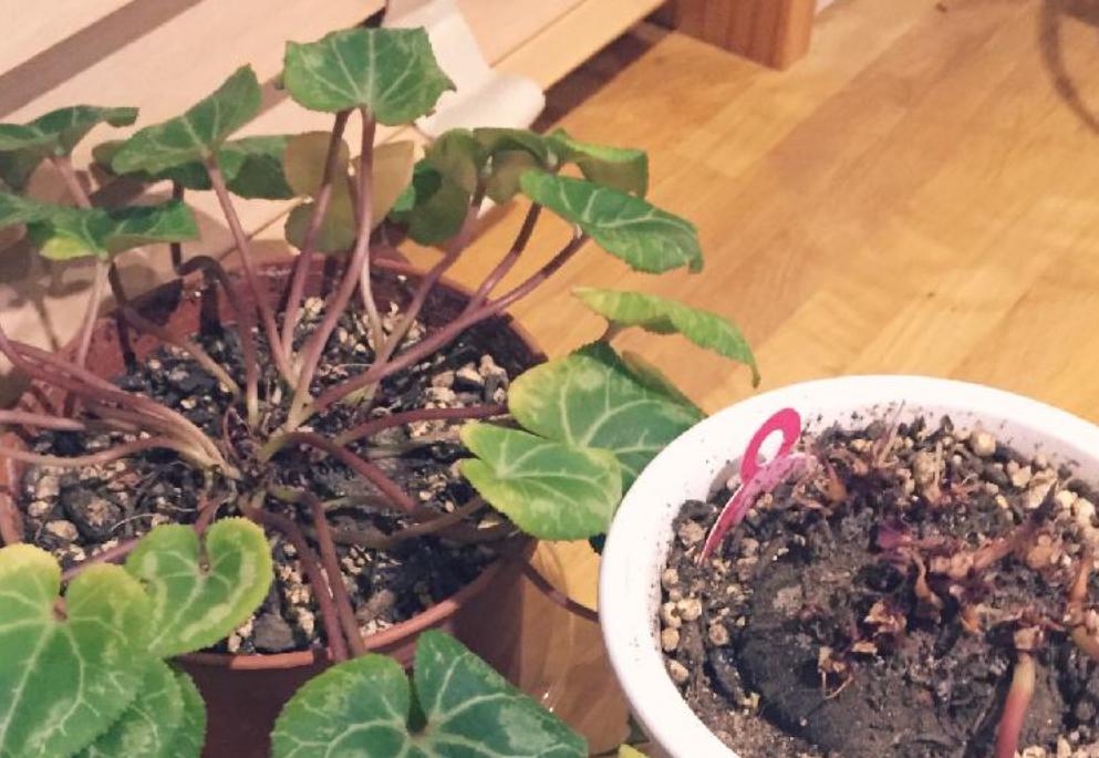 浇水过多死的植物,最容易浇死的6种花