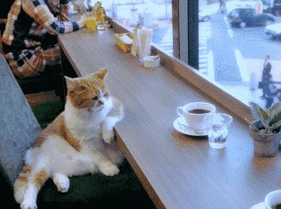 猫咪怎样的表现证明它是挑食了,猫咪挑食不吃西瓜怎么办