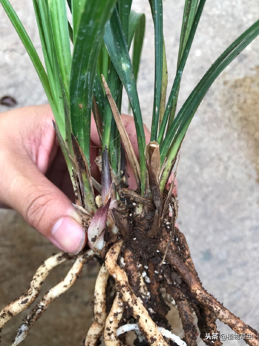 贵州兰花最好的地方在哪里,哪个地区的兰花好养