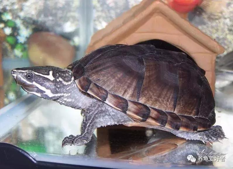 蛋龟类龟的不同阶段,蛋龟还有什么龟