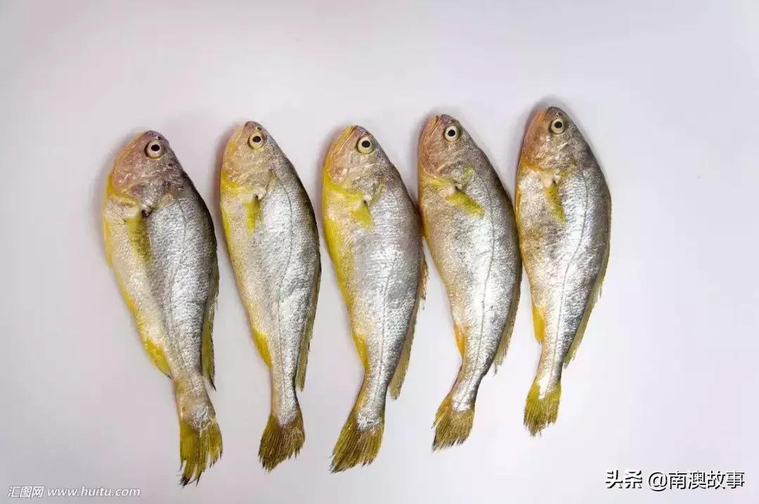 南澳渔民出海最常见的50种海鱼，都吃过，你就能退休了！