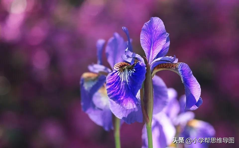 校园垃圾分类作文范文,关于垃圾分类保护环境的优秀作文