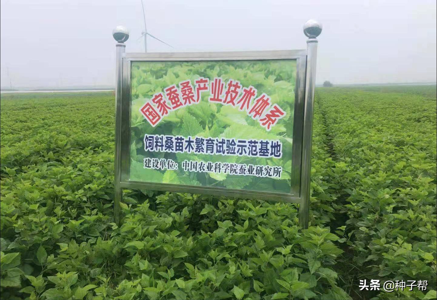 蛋白桑栽培一亩多少棵,蛋白桑骗局