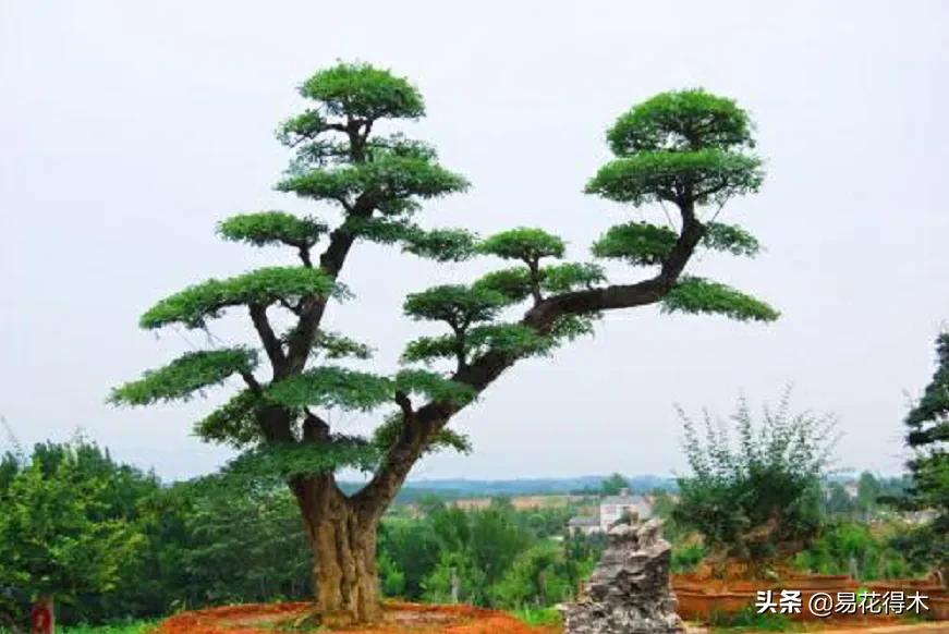 盆景制作技法与鉴赏教案,盆景制作与欣赏文章