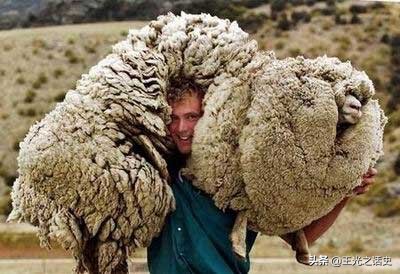 新西兰那么闲为什么是发达国家,新西兰这个国家靠什么发展的经济