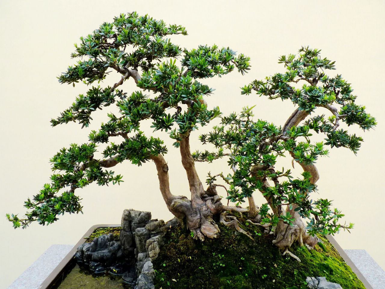 制作老桩树,可以做老桩的草本植物