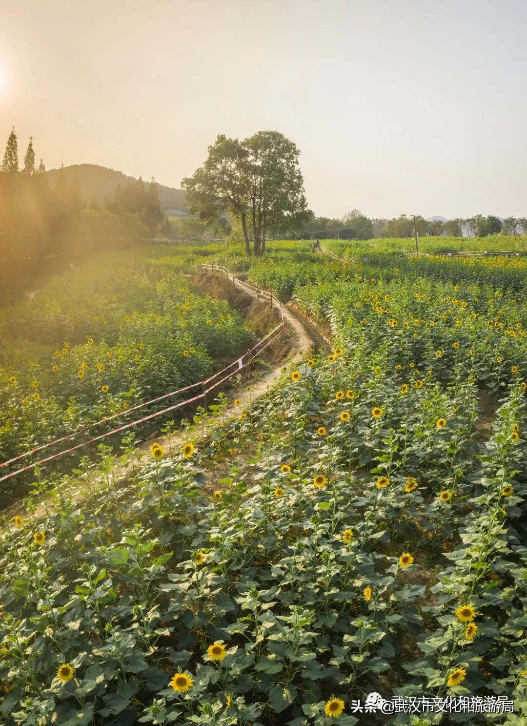 武汉向日葵花海在哪个区,武汉马鞍山向日葵花海