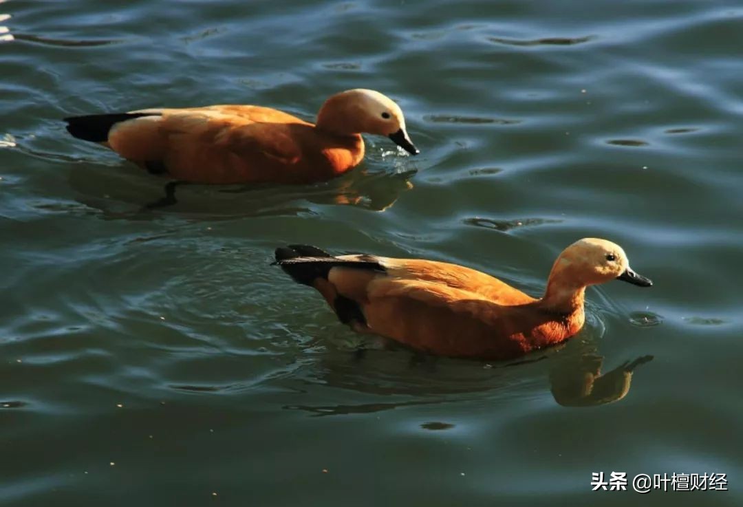 4年A股第一秒杀99.99%公司！唐骏“作妖”背后竟藏大雷？