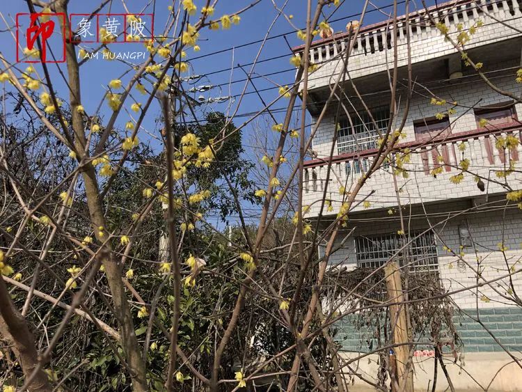 围城里的篱笆,围城里的小镇