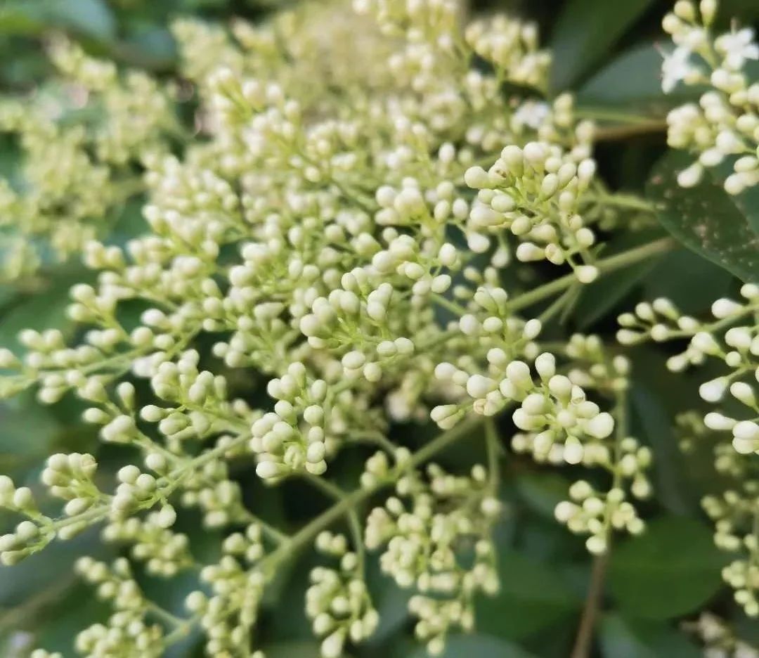 小叶女贞百科简介,金森女贞拉丁学名