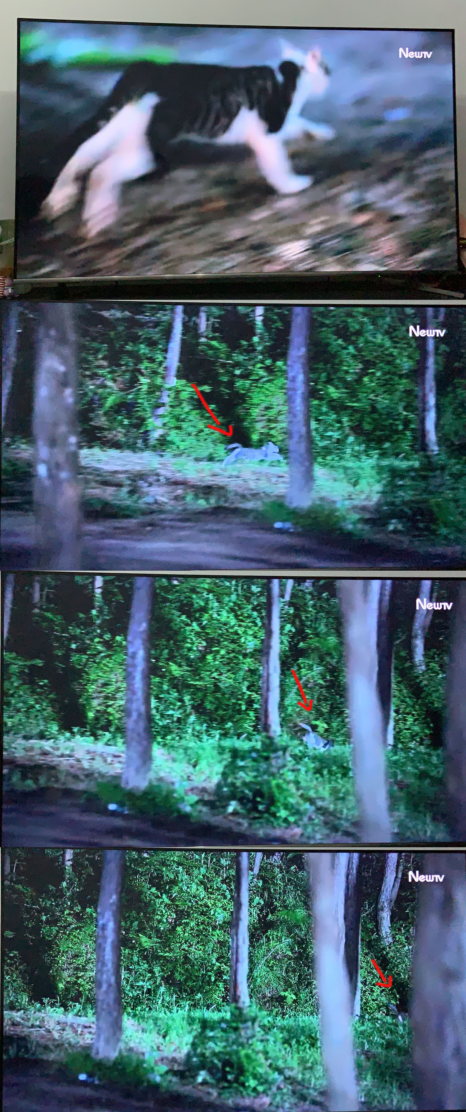 盘点猫咪高能名场面 (猫咪10大最萌镜头)