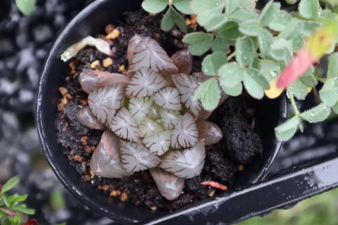 适合南方比较好养的12款多肉,养一年就开花的多肉品种