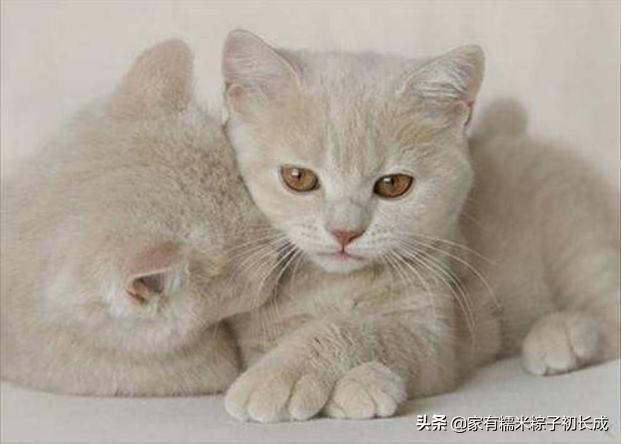 猫咪呕吐如何判断是猫粮有问题,猫咪呕吐如何确定是猫粮问题