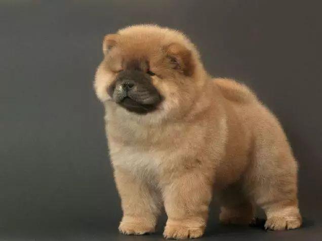 45只名犬排行,45种名犬您都认识吗