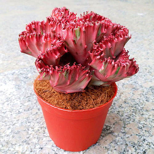 彩春峰嫁接时包扎伤口吗,彩春峰嫁接