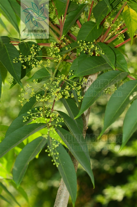 神农本草经中的药材图片,神农本草经高清彩图