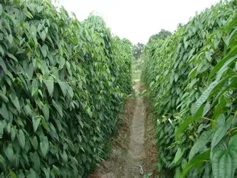 广西被低估美食,广西被低估的景点