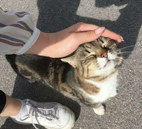 官方辟谣猫和老鼠,猫咪对人的友好表现是什么