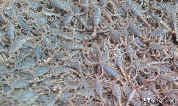 蝎子在养殖中的作用,蝎子的养殖营养价值