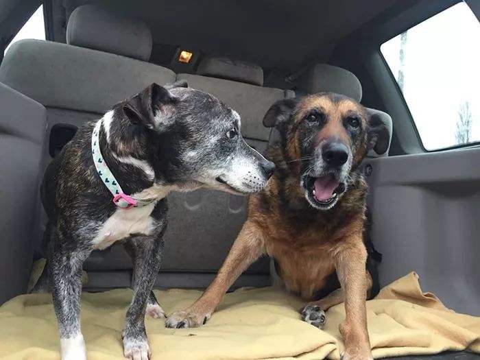 宠物狗老得不行了是什么征兆,如何判断老狗的健康状况