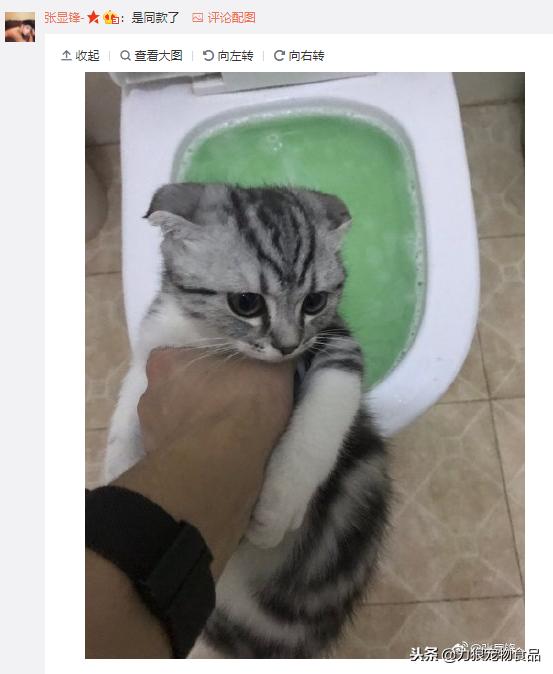 猫砂可以直接倒入马桶吗,猫砂可不可以倒入马桶