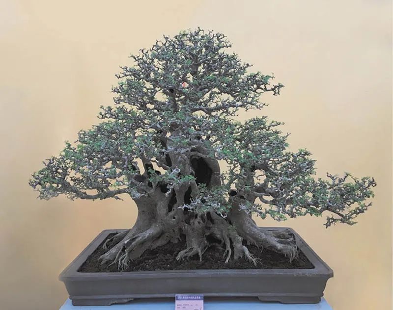 盆景素材十大排名 (什么盆景素材最好)