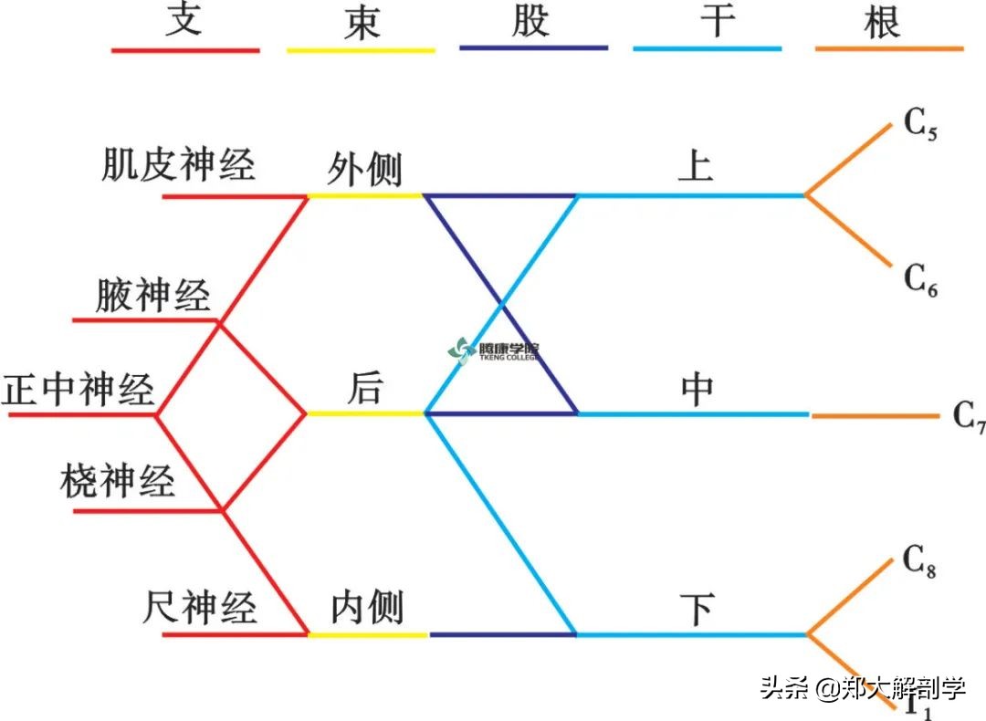 手腕正中神经卡压怎样治疗,腕管正中神经卡压怎么按摩