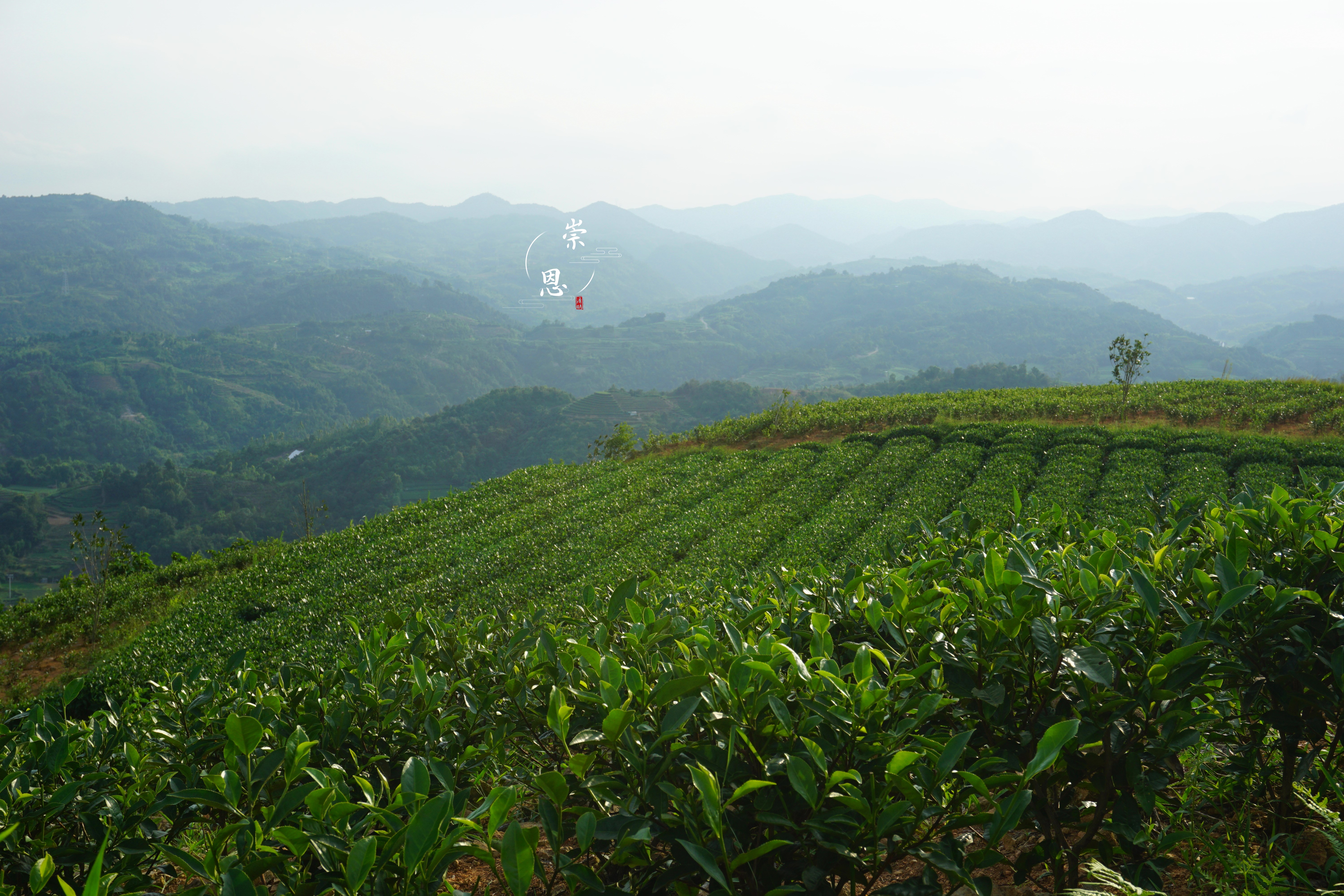 “云游”崇恩有机茶山：云巅之上，豁然开朗