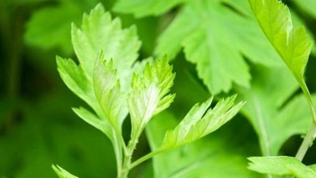 坐月子必须用艾草煮水洗澡吗,坐月子洗澡必须要用艾草水洗吗