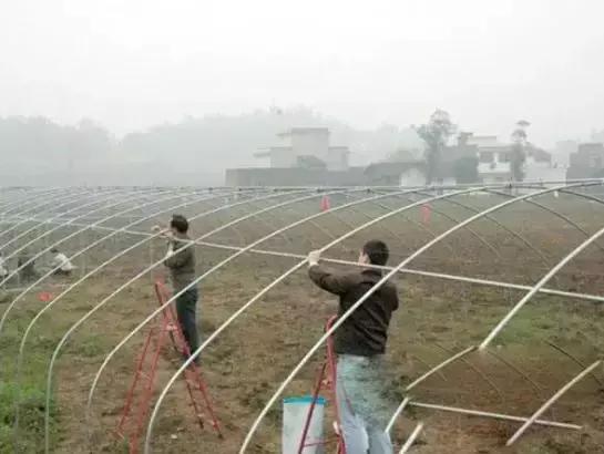 防虫网的作用主要有哪三个方面,防虫网哪种最好