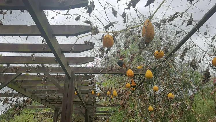 贵州蓬莱仙界旅游攻略,白云区蓬莱仙界景点介绍