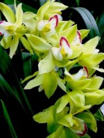 中国十大名花你认识几种呢,中国十大名花你喜欢哪种呢