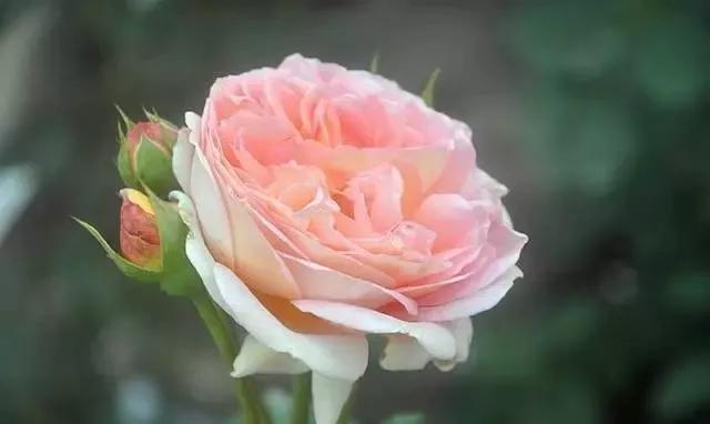 玫瑰花有哪些品种,玫瑰花有哪些品种大全