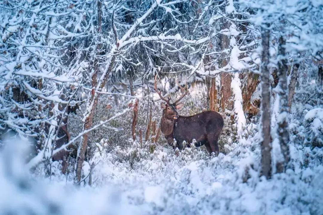 循着雪的方向，喇叭河颜值不输北欧，耍法多到让人尖叫