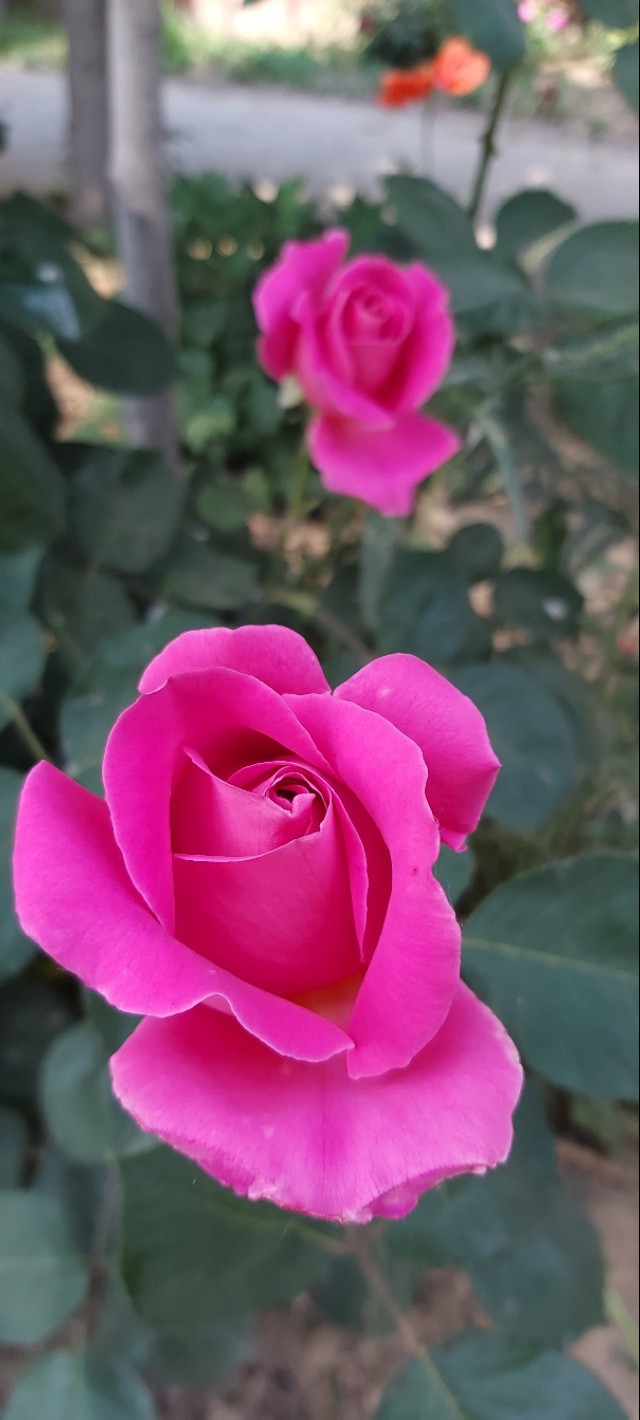 农村房子空地小花园,农村自建房院子种满花草