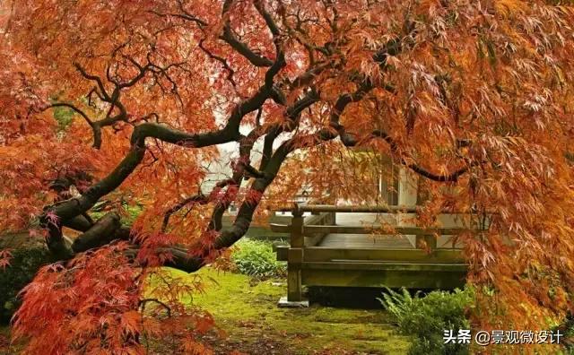 日本最有名枯山水庭院,日本枯山水效果图