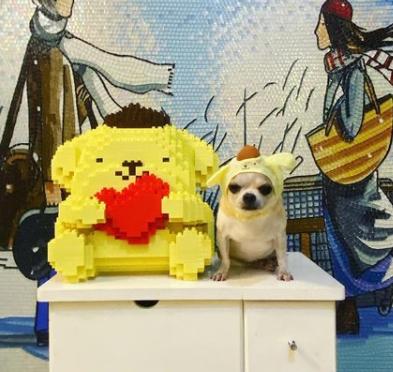 吉娃娃被气坏的视频,吉娃娃被气坏视频