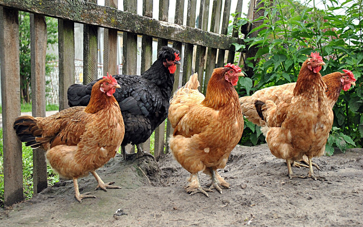 简述蛋鸡的啄肛和脱肛，什么原因？如何处理呢？