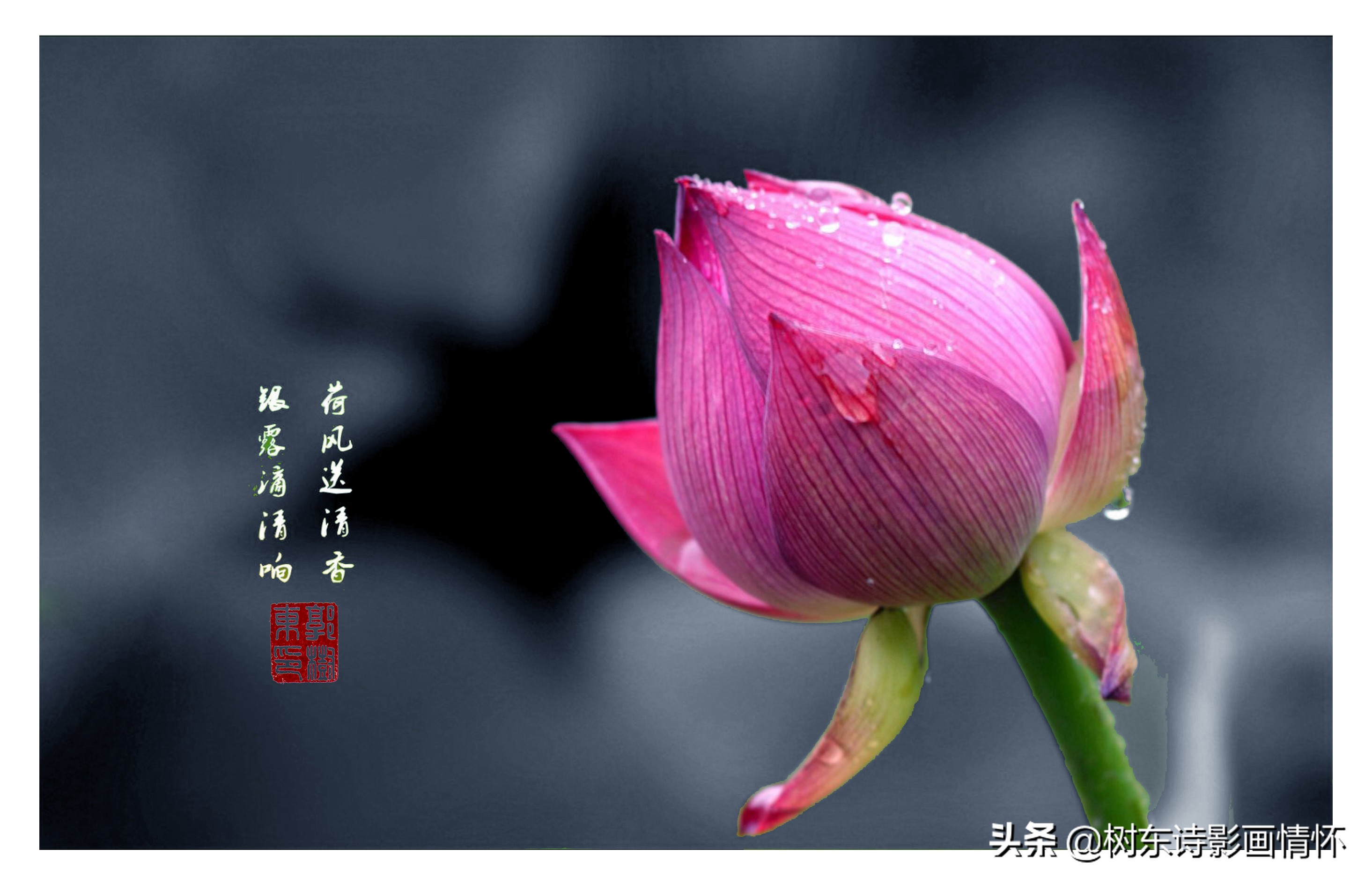 中秋赏荷花古诗,夏天赏荷古诗