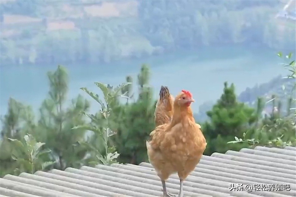 鸡拉白绿色稀便是什么原因,鸡拉白色稀粪便是怎么回事