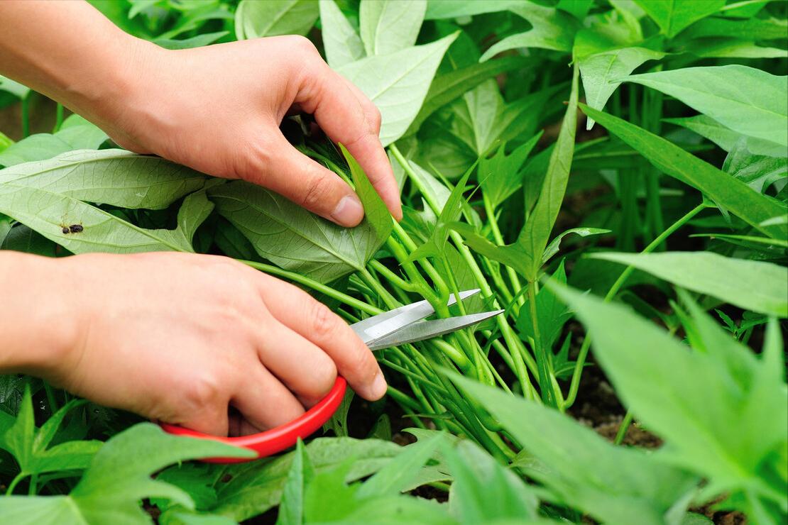 红薯叶焯水后发黑是什么原因,炒红薯叶如何不让变色