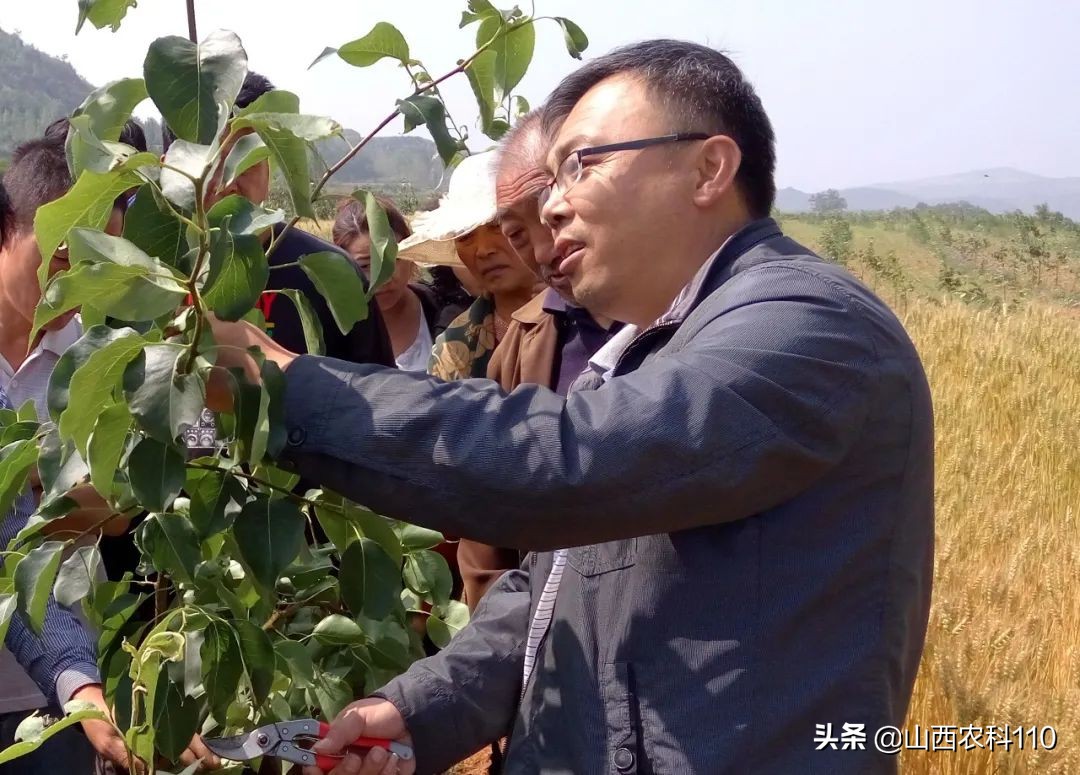 梨树枝干虫害图解大全,梨树常见虫害和防治