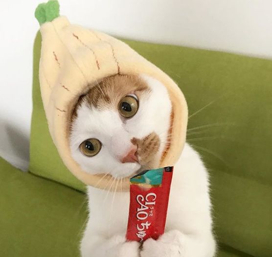 宠物猫粮销量上涨,猫粮一年卖9000万