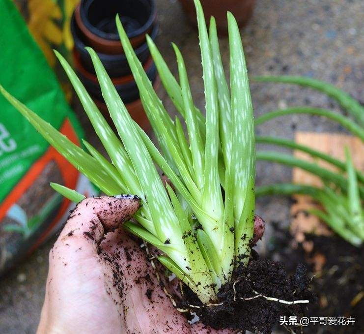 芦荟叶片干瘪怎么办,芦荟的养护技巧叶片干瘪巧处理