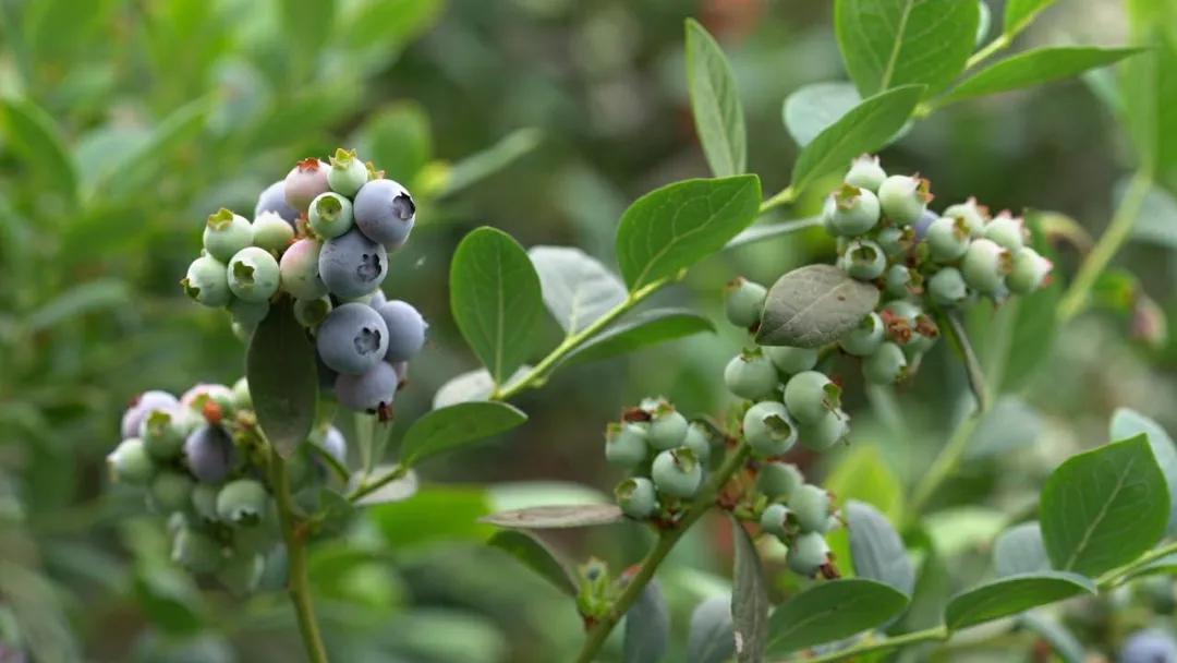 “莓”你不行！这里的“水果皇后”熟啦