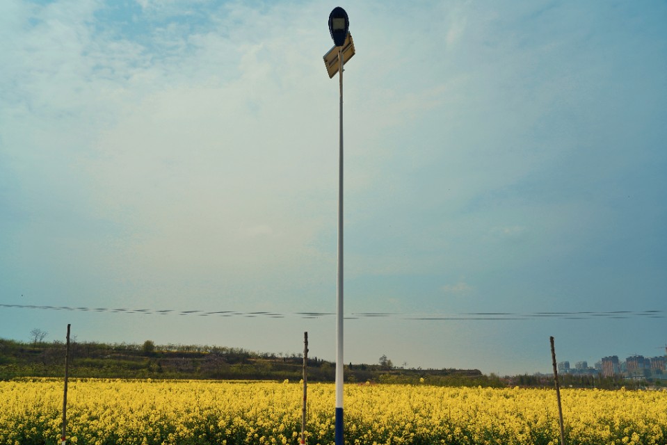 临潼油菜花海美景,阎良石川河哪里有油菜花