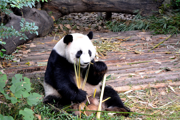 吃货夫妻结婚2周年，去成都逛吃逛吃，3天花了5600元~