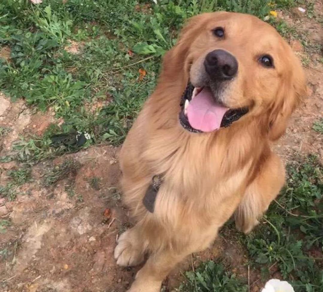 金毛不听话可以打两下吗,金毛不听话打狠了行吗