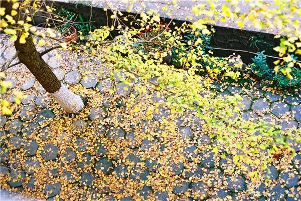 南雄最美银杏,广东美丽的银杏图片